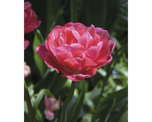 Gros plan d''une tulipe à fleurs doubles dans le jardin