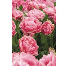 Gros plan sur des tulipes doubles roses dans une plate-bande.