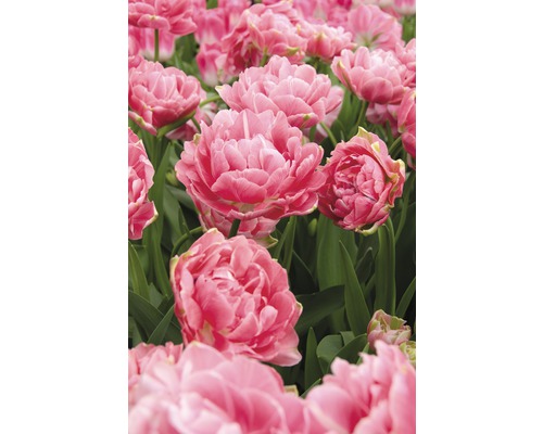 Gros plan sur des tulipes doubles roses dans une plate-bande.