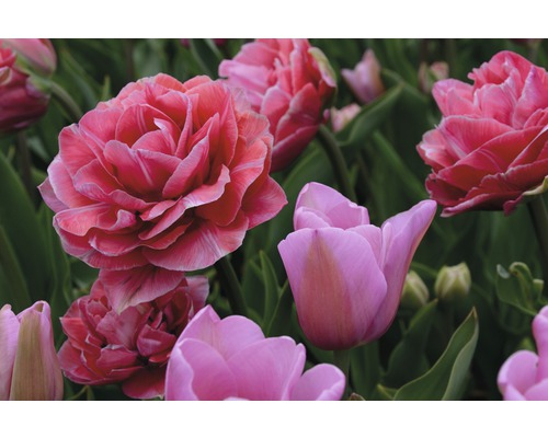 Gros plan de fleurs de tulipes roses