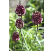 Fleurs d''ail d''ornement dans une plate-bande de jardin