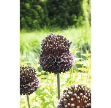 Ail d''ornement en fleur dans le jardin