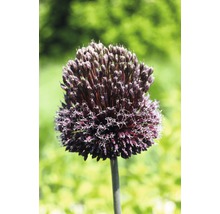Fleur d''une plante d''ail d''ornement en détail