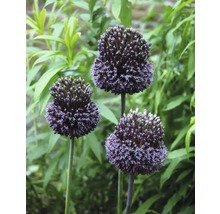 Trois plants d''ail d''ornement en fleurs dans le jardin