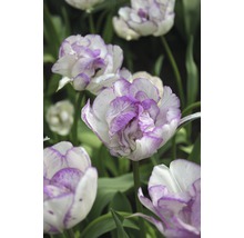 Gros plan de tulipes doubles à bordures violettes