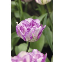 Gros plan d''une tulipe violette et blanche dans le jardin.