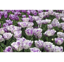 Champ de tulipes violettes et blanches