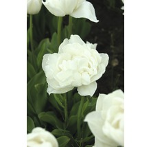 Bulbes FloraSelf tulipe Double La te 'Mount Tacoma' blanc 7 pces-thumb-3