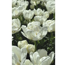 Bulbes FloraSelf tulipe Double La te 'Mount Tacoma' blanc 7 pces-thumb-5
