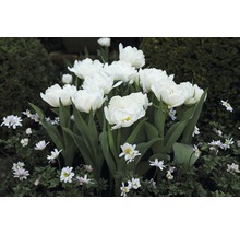 Bulbes FloraSelf tulipe Double La te 'Mount Tacoma' blanc 7 pces-thumb-4