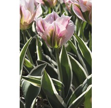 Bulbes FloraSelf tulipe Viridiflora 'China Town' rose 7 pces-thumb-3