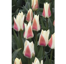 Bulbes FloraSelf tulipes Kaufmanniana 'Diablo' rose 10 pces
