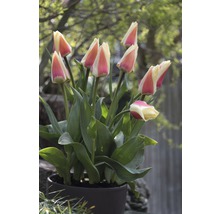 Bulbes FloraSelf tulipes Kaufmanniana 'Diablo' rose 10 pces