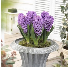 Bulbes FloraSelf hyacinthes 'Orientalis Purper' lilas 5 pces-thumb-4