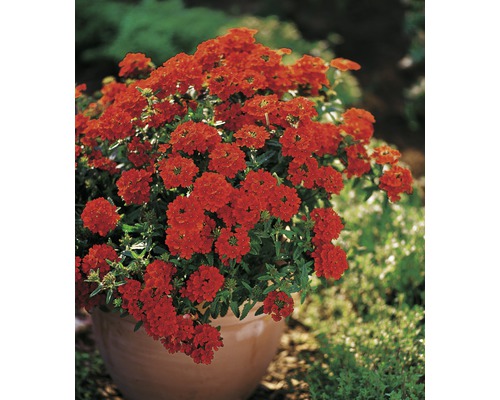 Plante de verveine fleurie en pot