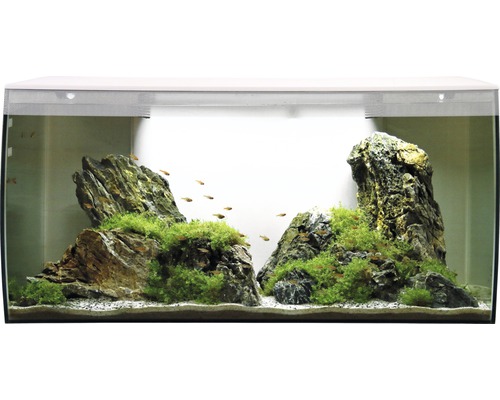 Aquarium avec pierres, plantes et poissons