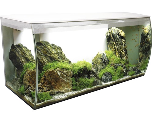 Aquarium avec pierres, plantes et poissons