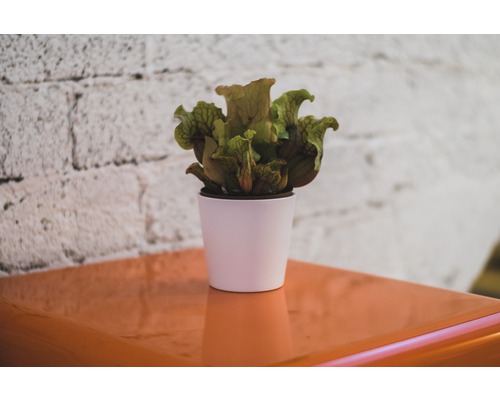 Sarracenia dans un pot blanc sur une table