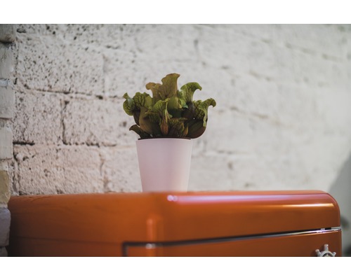 Sarracenia dans un pot sur une armoire