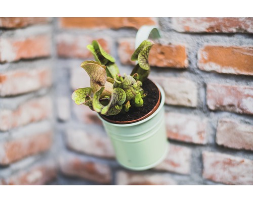 Plante carnivore en pot devant un mur de briques