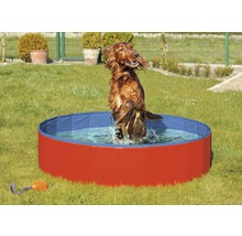 Chien sautant dans une piscine dans le jardin