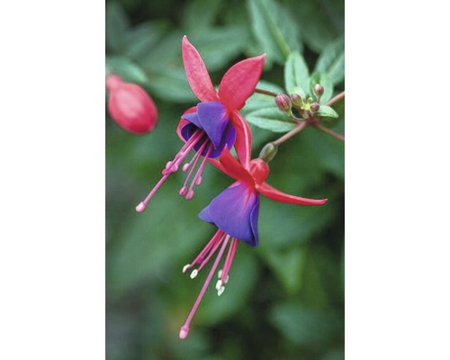 Gros plan sur une fleur de fuchsia