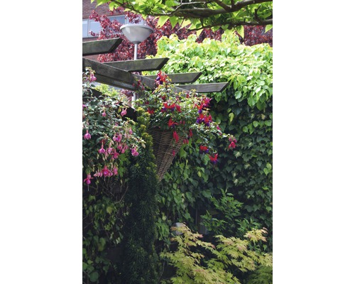 Scène de jardin avec plantes, panier et construction en bois