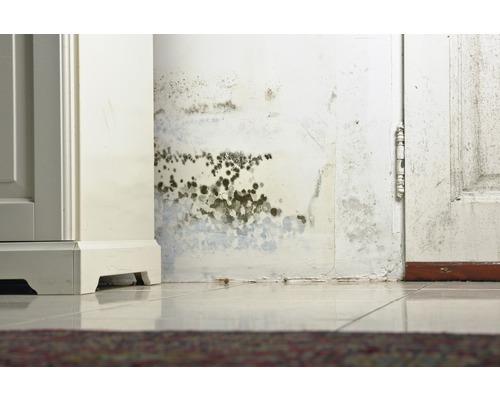 Wand mit Schimmelbefall in einem Innenraum.