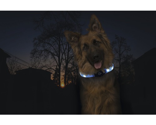 Deutscher Schäferhund mit leuchtendem Halsband für die Sicherheit im Dunkeln