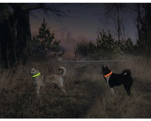 Zwei Hunde mit leuchtenden Halsbändern im Gelände