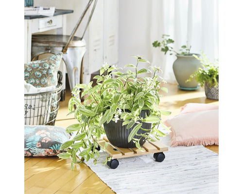 Pièce avec plante en pot sur un support à roulettes en bois