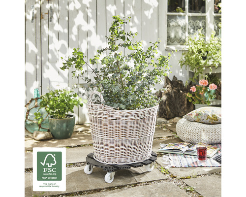 Korb mit Pflanze auf Pflanzenroller im Aussenbereich