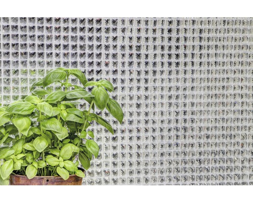 Plant de basilic en pot devant un mur de briques de verre