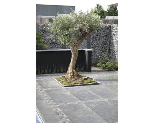 Aussenbereich mit Olivenbaum, Gabionenwand und Steinboden