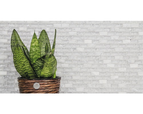 Plante d''intérieur Sansevieria dans un cache-pot tressé devant un mur de mosaïque