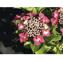 Hortensia rouge 30-40 cm-thumb-0