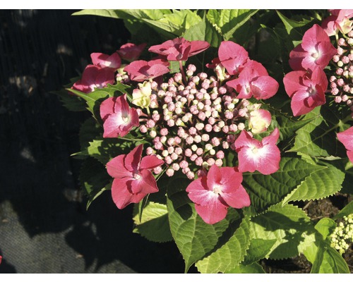 Hortensia rouge 30-40 cm