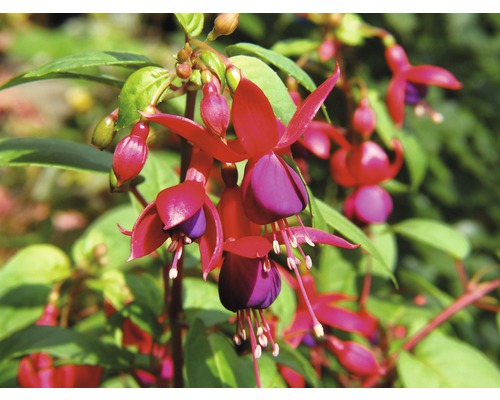 Fuchsia FloraSelf Fuchsia-Cultivars pot Ø 18 cm