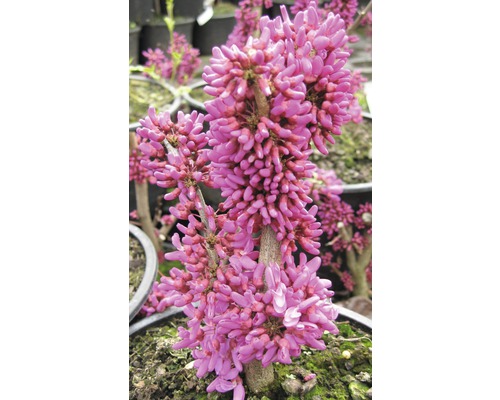 Judasbaum mit rosa Blüten in einem Topf.