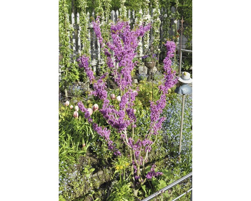 Judasbaum im Garten mit Zaun und Dekorationen