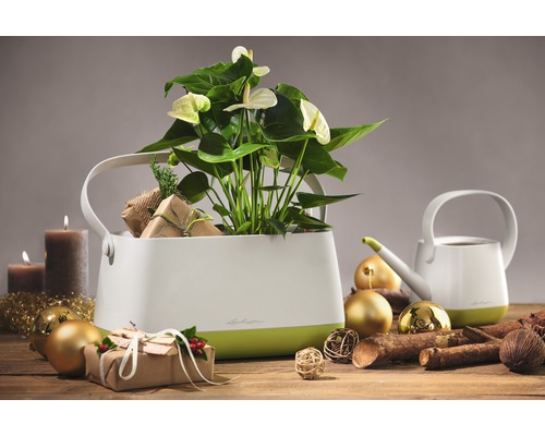 Plante d''intérieur décorative dans un pot blanc avec des poignées, entourée de décorations de Noël.