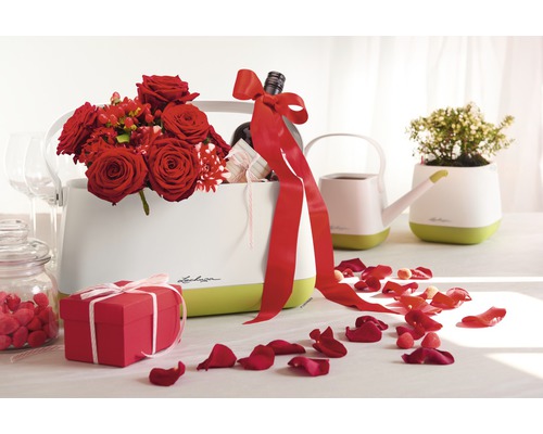 Scène décorative avec pots de fleurs Lechuza, fleurs, cadeau et pétales de rose