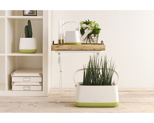 Photo d''intérieur avec des plantes en pots, un arrosoir et des éléments décoratifs sur une table d''appoint
