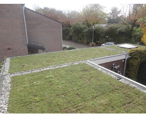 Ansicht eines begrünten Daches mit Kiesrand und Dachfenster