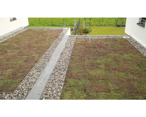 Ansicht einer Dachbegrünung mit Sedum Pflanzen und Kiesrand