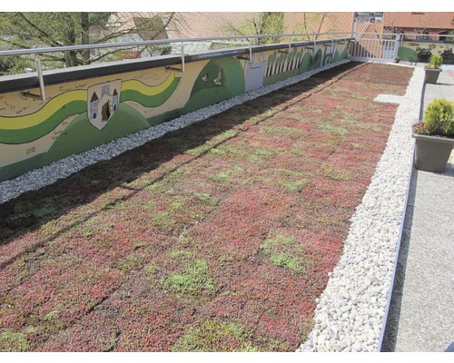 Dachbegrünung mit Sedum Pflanzenmatten und Kiesumrandung.