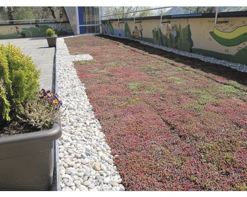 Ansicht eines begrünten Daches mit Sedumsprossenmatten und Kiesstreifen