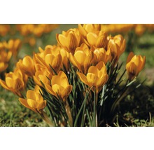Crocus jaunes dans le jardin