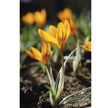 Gros plan de fleurs de crocus dans une plate-bande.