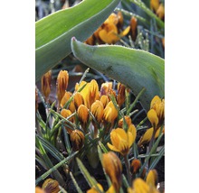 Gros plan de crocus jaunes dans le jardin